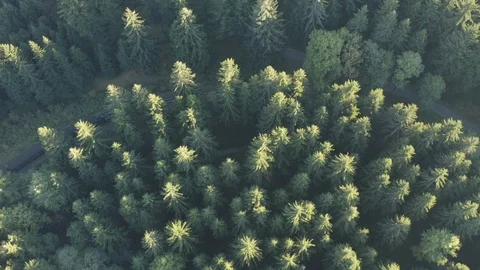 Aerial of road passing through pine tree forest Stock Footage 116206275