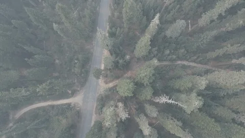 Aerial of road surrounded by coniferous pine trees in the forest Stock Footage 105467853
