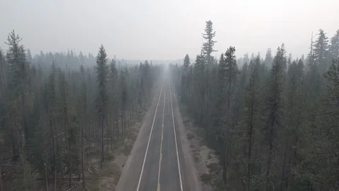 Aerial of road surrounded by pine trees in the forest on a foggy day Stock Footage 105467966