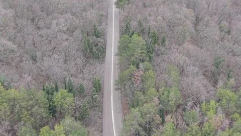 Aerial road through bare forest in early spring landscape scene Stock Footage 326870764