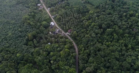 Aerial road through tropical rinforest green tree Stock Footage 291364359