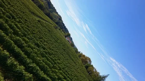 Aerial roll shot shows a vineyard in Jurancon, France, with rows of vines Stock Footage 346837232