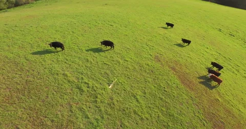 Aerial rolling hills 6 with cows Stock Footage