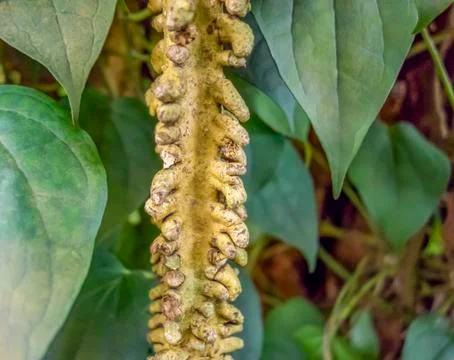 Aerial root Stock Photos