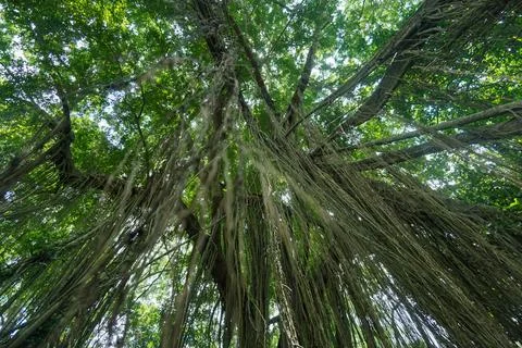 Aerial roots of banyan tree hanging from canopy, low angle view, Bali Stock Photos
