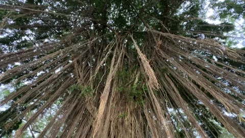Aerial Roots of the Benjamin Fig or Ficus Tree Stock Footage 308347078