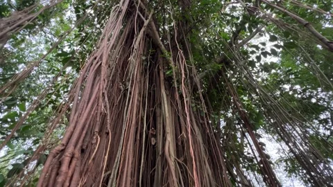 Aerial Roots of the Benjamin Fig or Ficus Tree 스톡 동영상 308347202