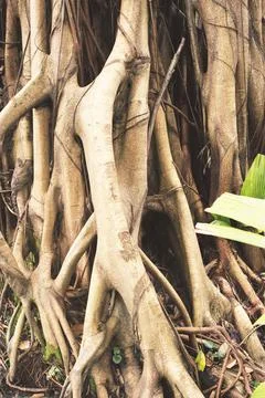 Aerial roots vertical Stock Photos