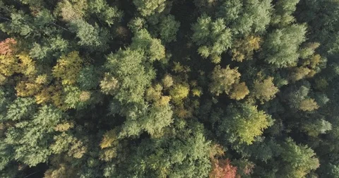 Aerial rotate top view flight over autumn trees in forest in september Stock Footage 82966675