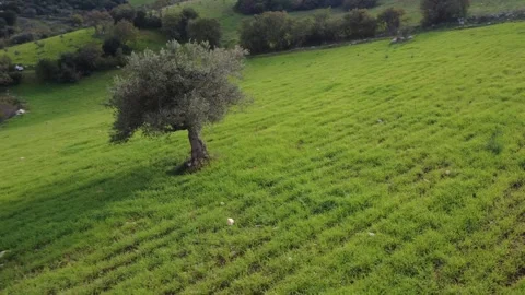 Aerial rotating shot of lone olive tree in vast green rural meadow Stock Footage 337459780