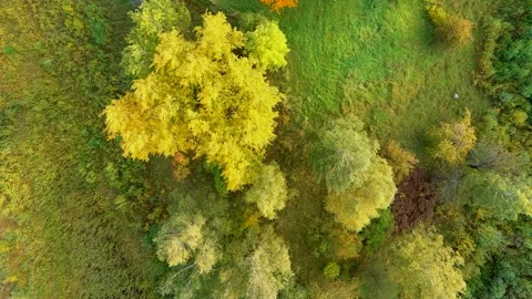 Aerial rotating top-down view of an autumn forest Stock-Footage 227245581