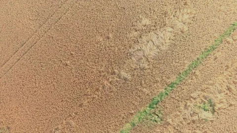Aerial rotating top-down view of countryside grain fields on sunny summer day Stockbeeldmateriaal 246308170