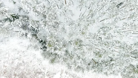Aerial rotating top-down view of snow covered pine forest around lake Stock-Footage 251100933