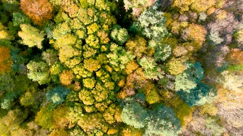 Aerial rotating top-down view of autumn forest on a sunny day. Speed ramp effect 스톡 동영상 251585805
