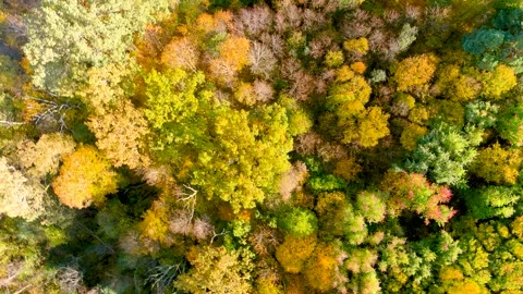 Aerial rotating top-down view of autumn forest on a bright sunny day 스톡 동영상 253738686