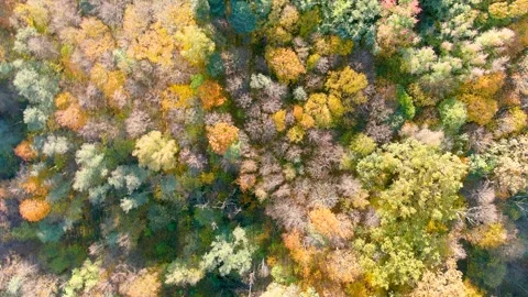 Aerial rotating top-down view of autumn forest on a bright sunny day 스톡 동영상 285810588