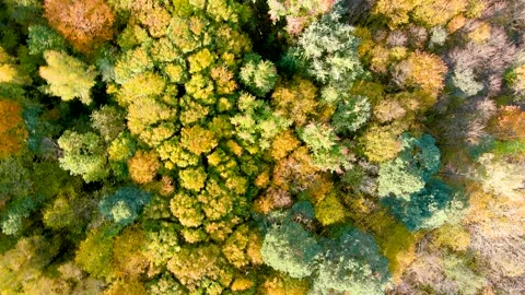 Aerial rotating top-down view of autumn forest on a bright sunny day 스톡 동영상 285996413