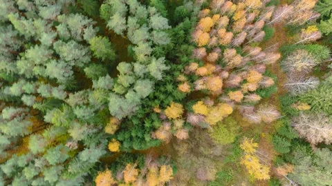 Aerial rotating top-down view of autumn forest on a bright sunny day. 库存影片 289495011