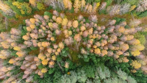 Aerial rotating top-down view of autumn forest on sunny day. Vilnius, Lithuania. 스톡 동영상 298128603