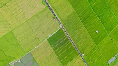 Aerial rotating top view over patchwork green and yellow rice paddies Stock-Footage 335012486