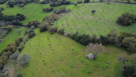 Aerial rotating view of green hillside with olive groves, meadows and fields Stock Footage 337457991