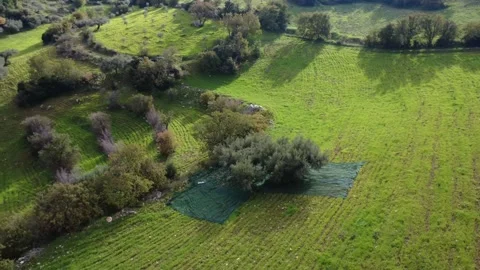 Aerial rotating view of hillside olive grove and traditional harvest work Stock Footage 337460548
