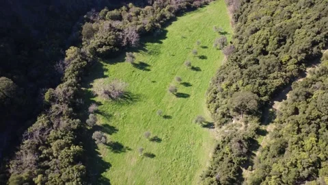 Aerial rotating view of narrow pasture with tree row in forest clearing Stock Footage 337458181
