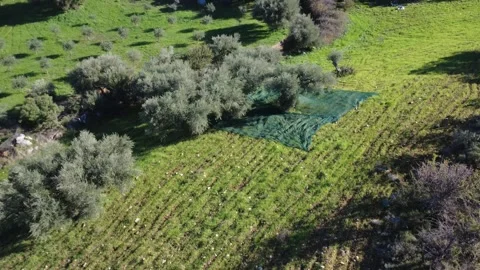 Aerial rotating view of olive grove with nets ready for harvest Stock Footage 337460995