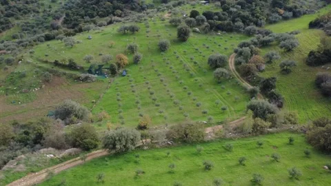 Aerial rotating view of olive groves, dirt road and forest landscape Stock Footage 337460627