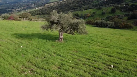 Aerial rotation of ancient olive tree in green plowed meadow landscape Stock Footage 337460467