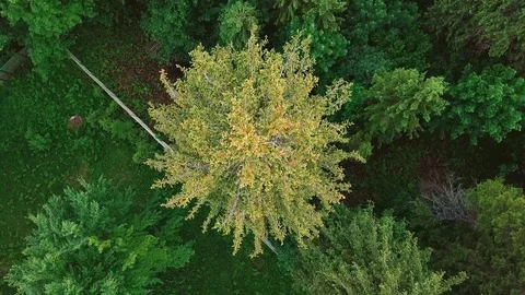 Aerial rotation pine spruce Stock Footage 80022691
