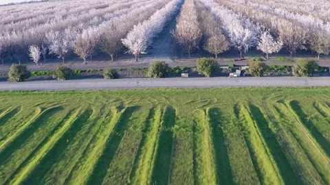 AERIAL ROW CROPS ORCHARDS IN BLOOM ALMOND TREES Stock Footage 240122133