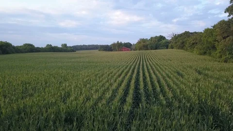 Aerial of rows of corn in a Midwest farm field Stock Footage 95192042