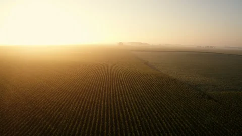 Aerial of Rows of Corn at Sunrise 4k Pull Back Stock Footage 89634930