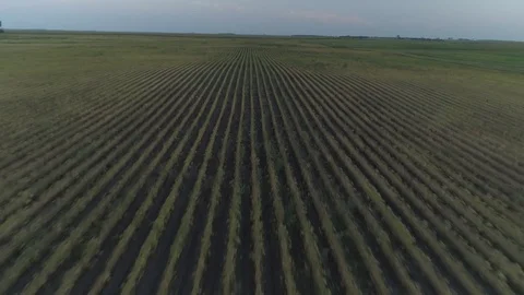 Aerial Rows of Crops Stock Footage 128766199