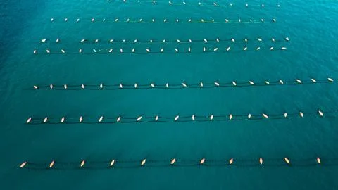 Aerial Rows of Floating Lines at a Shellfish Farm in Kotor Bay Stock Photos