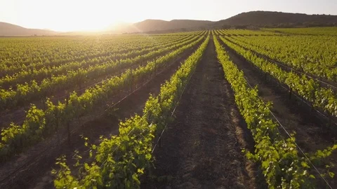 Aerial of rows of grape vines Stock Footage 118856907