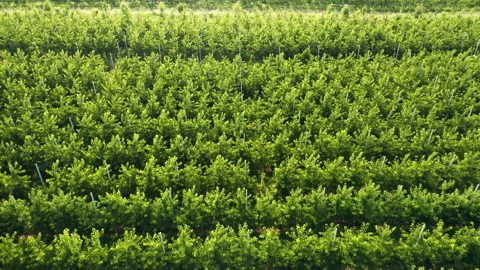 Aerial: rows of green fruit trees in cherry orchard Stock Footage 171928486