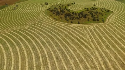 Aerial of Rows of Hay Wheat in Paddock Stock Footage 94695393