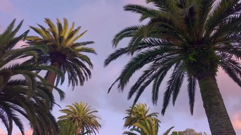 Aerial: rows of phoenix date palms Stock Footage 169819649