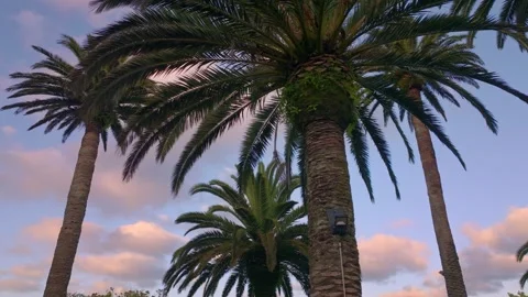 Aerial: rows of phoenix date palms Видео 169822816