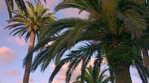 Aerial: rows of phoenix date palms Stock-Footage 169822852