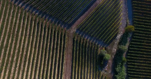 Aerial of rows of plantations in the vineyard Stock-Footage 102187080