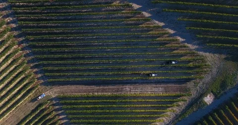 Aerial of rows of plantations in the vineyard Stock-Footage 102187214