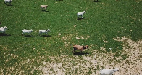 Aerial of Running Cows in Field in the Amazon Stock Footage 95411927