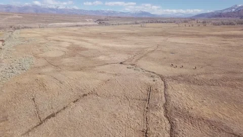 Aerial Running horses on empty plain farm with snowy rocky mountains Stock Footage 145084674