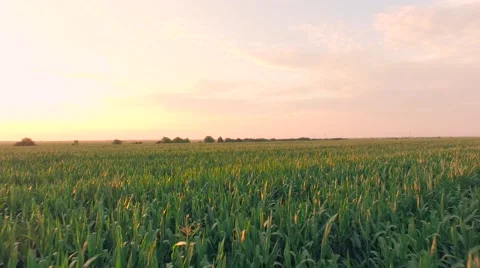Aerial Rural Corn Field Summer Sunset Farming Agriculture Crops Food Stock Footage