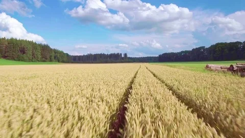 Aerial rural golden ripe wheat field vehicle trail blue sky clouds sunny day Stock Footage