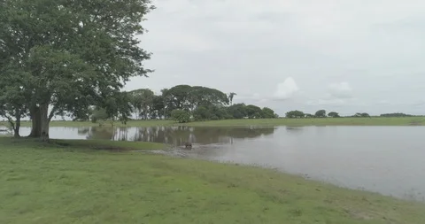 Aerial sails around a tree chasing a capybara by a riverside Видео 92827078