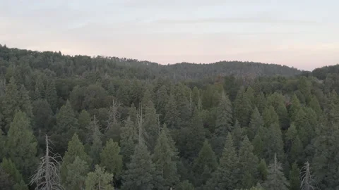 Aerial sails closely over the treetops of a forest at magic hour Stock-Footage 150834525